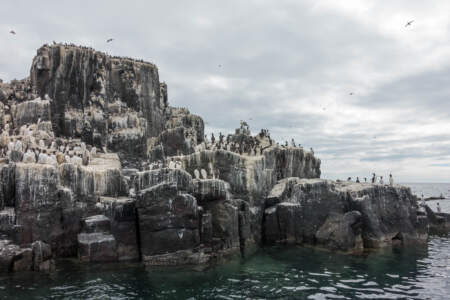 Mit dem Minicamper zu den Farne-Inseln (2018) | Teil 2 32 Fotografieren auf den Farne Inseln