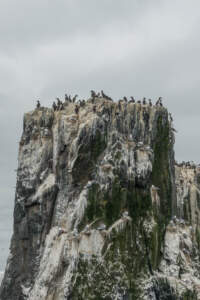 Mit dem Minicamper zu den Farne-Inseln (2018) | Teil 2 34 Fotografieren auf den Farne Inseln
