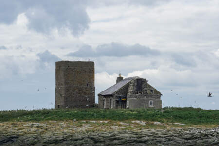 Mit dem Minicamper zu den Farne-Inseln (2018) | Teil 2 37 Fotografieren auf den Farne Inseln