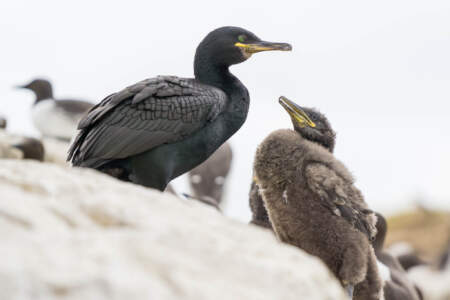 Mit dem Minicamper zu den Farne-Inseln (2018) | Teil 2 42 Fotografieren auf den Farne Inseln