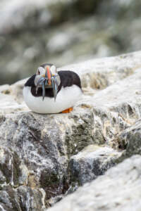 Mit dem Minicamper zu den Farne-Inseln (2018) | Teil 2 43 Fotografieren auf den Farne Inseln