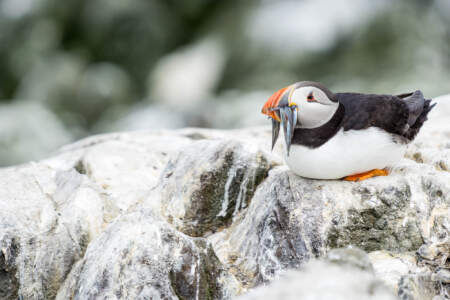 Mit dem Minicamper zu den Farne-Inseln (2018) | Teil 2 44 Fotografieren auf den Farne Inseln