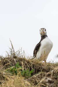 Mit dem Minicamper zu den Farne-Inseln (2018) | Teil 2 48 Fotografieren auf den Farne Inseln