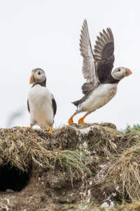 Mit dem Minicamper zu den Farne-Inseln (2018) | Teil 2 49 Fotografieren auf den Farne Inseln