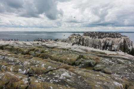 Mit dem Minicamper zu den Farne-Inseln (2018) | Teil 2 51 Fotografieren auf den Farne Inseln