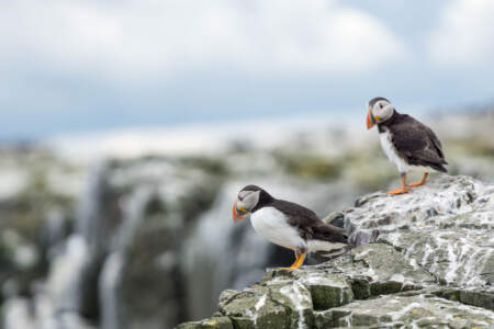 Mit dem Minicamper zu den Farne-Inseln (2018) | Teil 2 52 Fotografieren auf den Farne Inseln