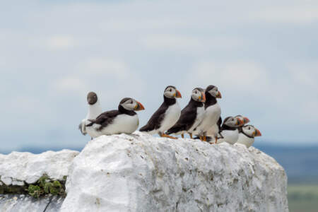 Mit dem Minicamper zu den Farne-Inseln (2018) | Teil 2 62 Fotografieren auf den Farne Inseln