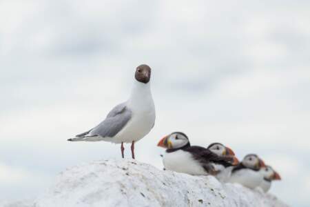 Mit dem Minicamper zu den Farne-Inseln (2018) | Teil 2 63 Fotografieren auf den Farne Inseln