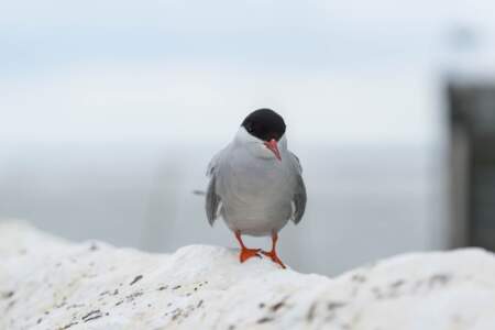 Mit dem Minicamper zu den Farne-Inseln (2018) | Teil 2 64 Fotografieren auf den Farne Inseln