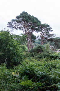 Reisebericht Minicamper England 2018 | Teil 4 39