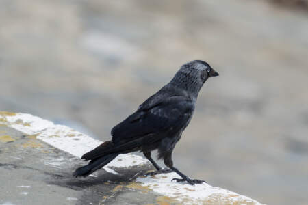 Reisebericht Minicamper England 2018 | Teil 4 51