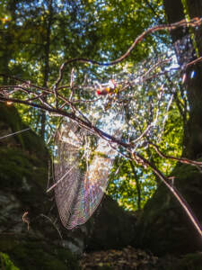 Fränkische Schweiz | Auf Sackis Spuren 20