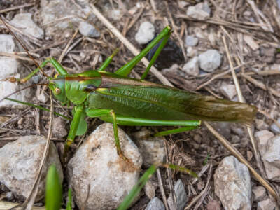 Fränkische Schweiz | Auf Sackis Spuren 34