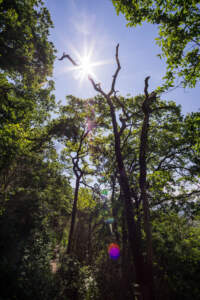 Westweg Ostvariante - Von Basel nach Titisee 36