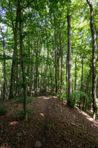 Westweg Ostvariante - Von Basel nach Titisee 42