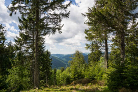 Westweg Ostvariante - Von Basel nach Titisee 66