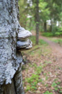 Westweg Ostvariante - Von Basel nach Titisee 68