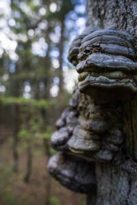 Westweg Ostvariante - Von Basel nach Titisee 69