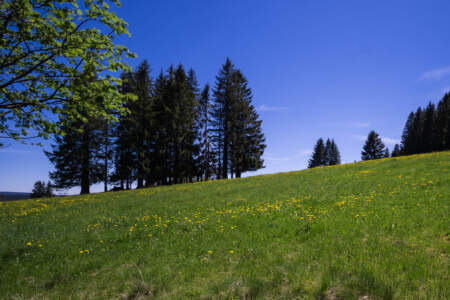 Westweg Ostvariante - Von Basel nach Titisee 75
